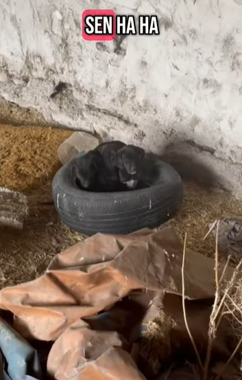 T1505014 This morning rescue of three small dogs abandoned part2