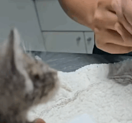 T1705005 Rescue of a kitten abandoned in the middle of the street part2