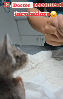 T1705005 Rescue of a kitten abandoned in the middle of the street part2