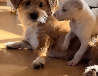 T1605018 found an abandoned puppy in the snow#puppy #fyp #animalsoftiktok #cute #rescue part2