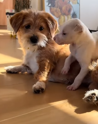 T1605018 found an abandoned puppy in the snow#puppy #fyp #animalsoftiktok #cute #rescue part2