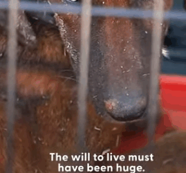 T1505038 They feel everything part2