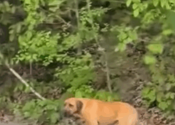 D1705001 From Abandoned to Adored This Dog Got Second Chance part2