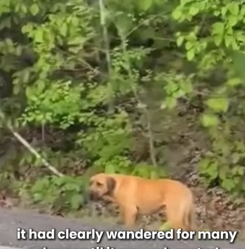 D1705001 From Abandoned to Adored This Dog Got Second Chance part2