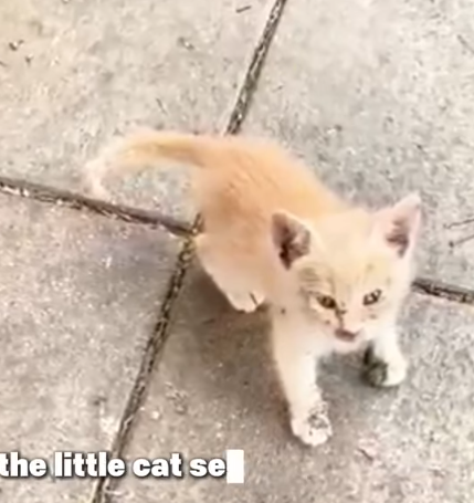 T1905015 The Broken Cat and the Kind Stranger part2