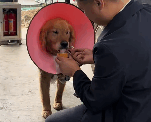 T2105005 Rescue dog part2