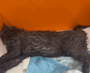 T2305009 What happed cat part2