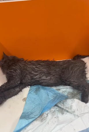 T2305009 What happed cat part2