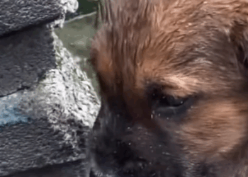 T0406027 Rescue of a small dog abandoned in the snow in the cold part2