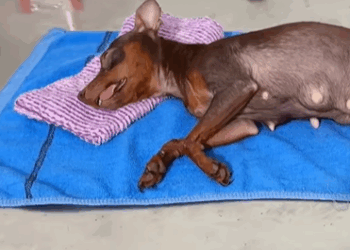 T0406073 Rescue dog fyp rescue animal rescueanimal dog rescuedog part2