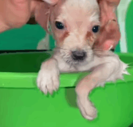 T1705013 Rescue of a little dog abandoned in the middle of the road❤ part2