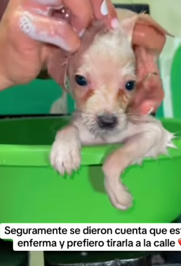 T1705013 Rescue of a little dog abandoned in the middle of the road❤ part2