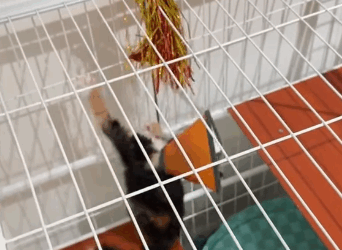 T1605023 A little kitten was scared and frozen in the middle of the road by the passing cars part2