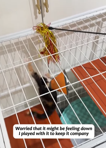 T1605023 A little kitten was scared and frozen in the middle of the road by the passing cars part2