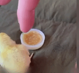 D1705008 Cracked but Not Broken The Chick We Rescued part2