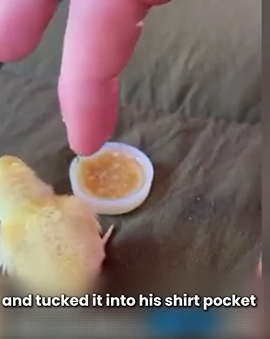 D1705008 Cracked but Not Broken The Chick We Rescued part2