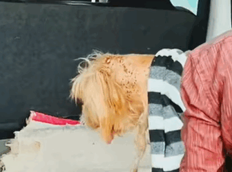 T1505032 Saving an abandoned dog who is not doing so well part2