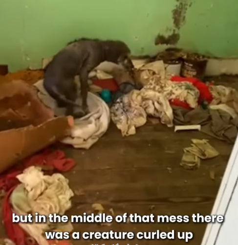 T1905002 Rescued Just in Time Dog Journey Back to Life part2