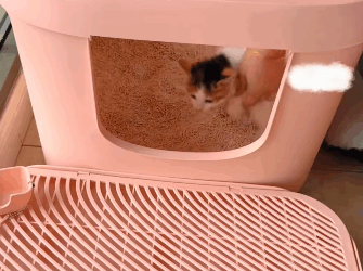 T2105012 Picked cat part2