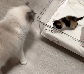 T2305019 While walking the dog, I came across a newborn kitten, and then part2