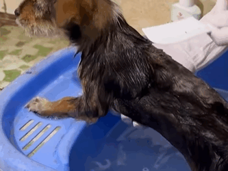 T0406075 Rescue baby dog fyp rescue animal rescueanimal dog rescuedog part2