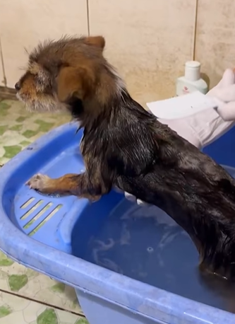 T0406075 Rescue baby dog fyp rescue animal rescueanimal dog rescuedog part2