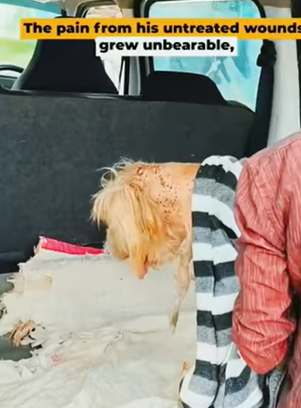 T1505032 Saving an abandoned dog who is not doing so well part2