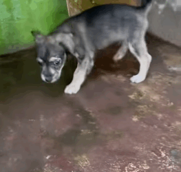 T1705012 Rescue of a little dog abandoned in the middle of the road❤ part2