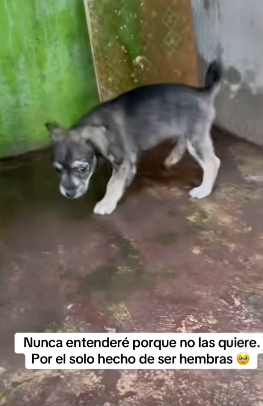 T1705012 Rescue of a little dog abandoned in the middle of the road❤ part2