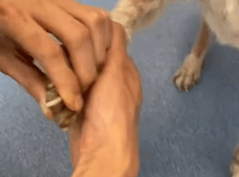 T1605016 A timid stray dog, after building trust, had its illness treated and was successfully adopted part2