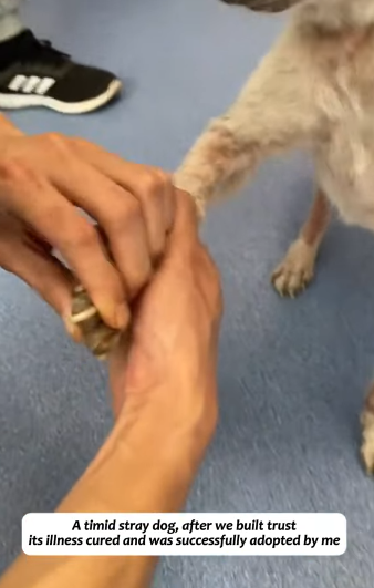 T1605016 A timid stray dog, after building trust, had its illness treated and was successfully adopted part2