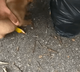 T1505040 Tears turned into tail wags part2