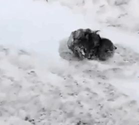 D1705015 Buried in Snow Saved by Love Cat Winter Rescue part2