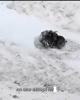 D1705015 Buried in Snow Saved by Love Cat Winter Rescue part2