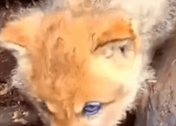 T1905007 We Saved Coyote Now He Lives With Us part2