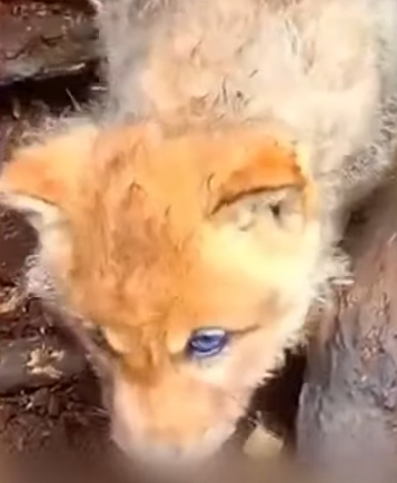 T1905007 We Saved Coyote Now He Lives With Us part2