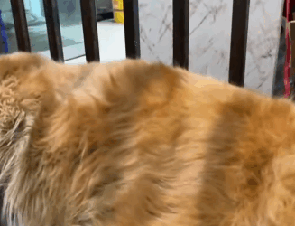 T2105008 Rescue dog part2