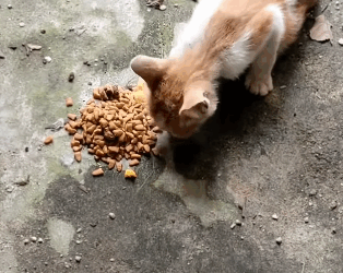 T2305008 Rescued. Recovered. Ready to love part2