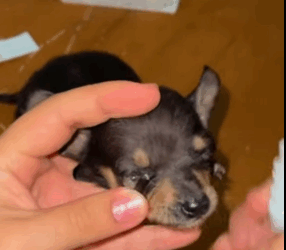 T0406001 Rescue of a small dog abandoned in the middle of the street part2