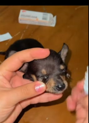 T0406001 Rescue of a small dog abandoned in the middle of the street part2