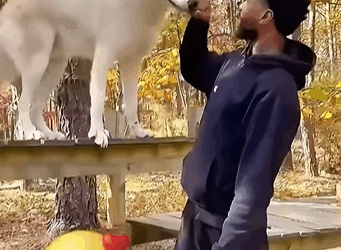 T0406058 man found wolf dragging its injured back leg and then part2