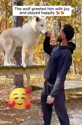 T0406058 man found wolf dragging its injured back leg and then part2