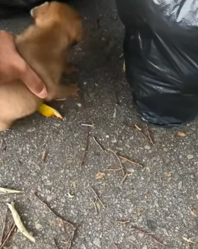 T1505040 Tears turned into tail wags part2