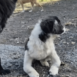 T1705006 Rescue of a puppy abandoned in an abandoned house with problem part2