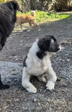 T1705006 Rescue of a puppy abandoned in an abandoned house with problem part2