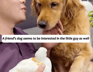 T1605004 Rescued a duck that was wandering in the road, didn’t realize it became my pet❤#fyp #usa #animalsoftiktok #rescue #usa🇺🇸 #duck part2