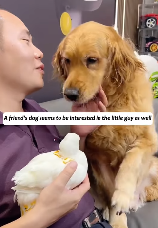 T1605004 Rescued a duck that was wandering in the road, didn’t realize it became my pet❤#fyp #usa #animalsoftiktok #rescue #usa🇺🇸 #duck part2