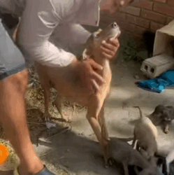 T1505003 Tiny paws, big heart part2