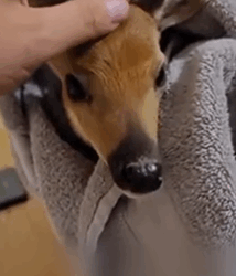 D1705002 From Fear to Freedom Saving Deer Life part2