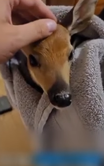 D1705002 From Fear to Freedom Saving Deer Life part2